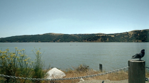 White Pelicans in Benicia 2015-07-14